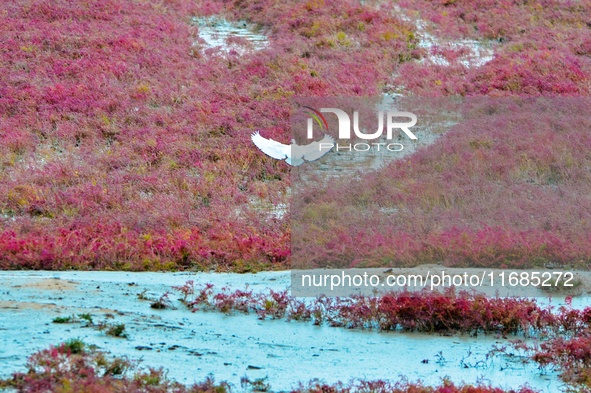 Egrets feed on the red beach at the Yanghe Estuary wetland in Jiaozhou Bay, Qingdao, Shandong province, China, on October 20, 2024. 