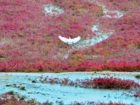 Egrets feed on the red beach at the Yanghe Estuary wetland in Jiaozhou Bay, Qingdao, Shandong province, China, on October 20, 2024. (