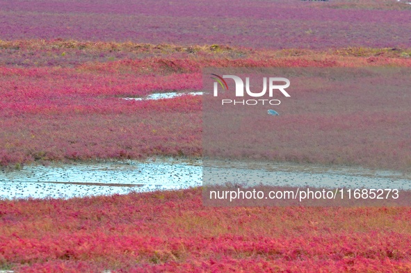 Egrets feed on the red beach at the Yanghe Estuary wetland in Jiaozhou Bay, Qingdao, Shandong province, China, on October 20, 2024. 