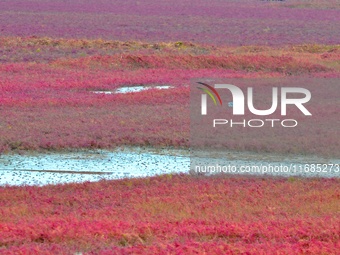 Egrets feed on the red beach at the Yanghe Estuary wetland in Jiaozhou Bay, Qingdao, Shandong province, China, on October 20, 2024. (