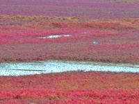 Egrets feed on the red beach at the Yanghe Estuary wetland in Jiaozhou Bay, Qingdao, Shandong province, China, on October 20, 2024. (