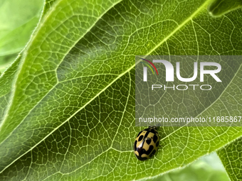 A P-14 Yellow Lady Beetle (Propylea quatuordecimpunctata) is on a leaf in Markham, Ontario, Canada, on August 6, 2023. (