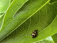 A P-14 Yellow Lady Beetle (Propylea quatuordecimpunctata) is on a leaf in Markham, Ontario, Canada, on August 6, 2023. (