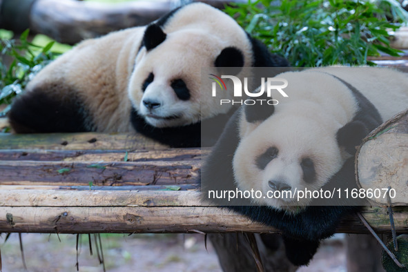 Giant pandas Xing Xing and Chen Chen sleep at Chongqing Zoo in Chongqing, China, on October 20, 2024. 