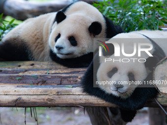 Giant pandas Xing Xing and Chen Chen sleep at Chongqing Zoo in Chongqing, China, on October 20, 2024. (