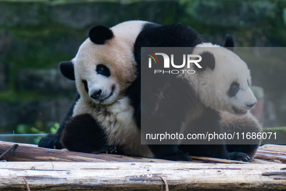 Giant panda Mang Cancan plays with its mother Mang Zai at Chongqing Zoo in Chongqing, China, on October 20, 2024. 