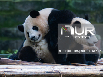 Giant panda Mang Cancan plays with its mother Mang Zai at Chongqing Zoo in Chongqing, China, on October 20, 2024. (