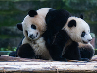 Giant panda Mang Cancan plays with its mother Mang Zai at Chongqing Zoo in Chongqing, China, on October 20, 2024. (