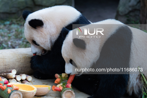 Giant pandas ''Yu Ke'' and ''Yu Ai'' have a meal at Chongqing Zoo in Chongqing, China, on October 20, 2024. 