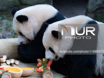 Giant pandas ''Yu Ke'' and ''Yu Ai'' have a meal at Chongqing Zoo in Chongqing, China, on October 20, 2024. (