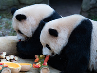 Giant pandas ''Yu Ke'' and ''Yu Ai'' have a meal at Chongqing Zoo in Chongqing, China, on October 20, 2024. (