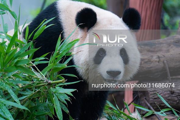 Giant panda ''Liang Yue'' plays at Chongqing Zoo in Chongqing, China, on October 20, 2024. 