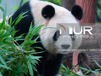 Giant panda ''Liang Yue'' plays at Chongqing Zoo in Chongqing, China, on October 20, 2024. (