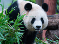 Giant panda ''Liang Yue'' plays at Chongqing Zoo in Chongqing, China, on October 20, 2024. (