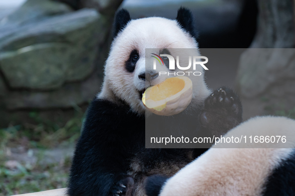 Giant panda Yu Ai eats a pumpkin at Chongqing Zoo in Chongqing, China, on October 20, 2024. 