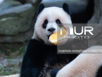 Giant panda Yu Ai eats a pumpkin at Chongqing Zoo in Chongqing, China, on October 20, 2024. (