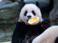 Giant panda Yu Ai eats a pumpkin at Chongqing Zoo in Chongqing, China, on October 20, 2024. (