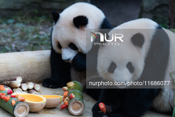 Giant pandas ''Yu Ke'' and ''Yu Ai'' have a meal at Chongqing Zoo in Chongqing, China, on October 20, 2024. 