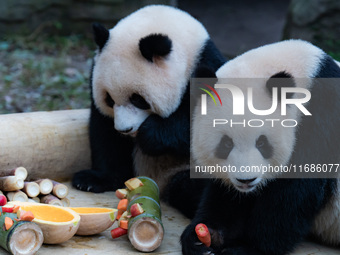 Giant pandas ''Yu Ke'' and ''Yu Ai'' have a meal at Chongqing Zoo in Chongqing, China, on October 20, 2024. (