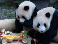 Giant pandas ''Yu Ke'' and ''Yu Ai'' have a meal at Chongqing Zoo in Chongqing, China, on October 20, 2024. (