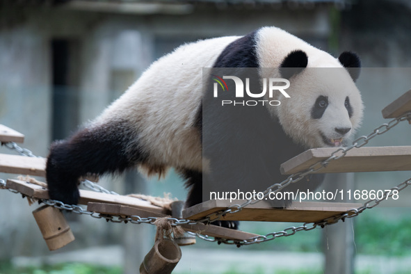 Giant panda ''Yu Ke'' plays on a pontoon bridge at Chongqing Zoo in Chongqing, China, on October 20, 2024. 