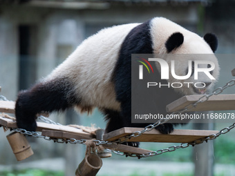 Giant panda ''Yu Ke'' plays on a pontoon bridge at Chongqing Zoo in Chongqing, China, on October 20, 2024. (