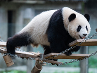 Giant panda ''Yu Ke'' plays on a pontoon bridge at Chongqing Zoo in Chongqing, China, on October 20, 2024. (