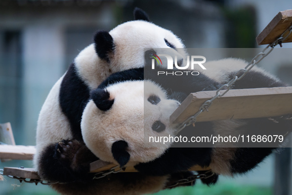 Giant pandas ''Yu Ke'' and ''Yu Ai'' play on a pontoon bridge at Chongqing Zoo in Chongqing, China, on October 20, 2024. 