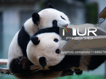 Giant pandas ''Yu Ke'' and ''Yu Ai'' play on a pontoon bridge at Chongqing Zoo in Chongqing, China, on October 20, 2024. (