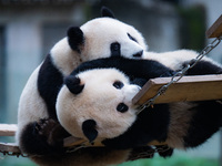 Giant pandas ''Yu Ke'' and ''Yu Ai'' play on a pontoon bridge at Chongqing Zoo in Chongqing, China, on October 20, 2024. (