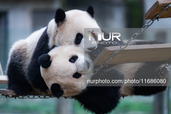 Giant pandas ''Yu Ke'' and ''Yu Ai'' play on a pontoon bridge at Chongqing Zoo in Chongqing, China, on October 20, 2024. 