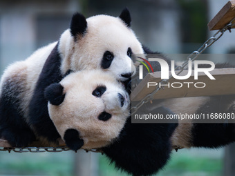 Giant pandas ''Yu Ke'' and ''Yu Ai'' play on a pontoon bridge at Chongqing Zoo in Chongqing, China, on October 20, 2024. (