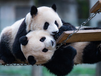 Giant pandas ''Yu Ke'' and ''Yu Ai'' play on a pontoon bridge at Chongqing Zoo in Chongqing, China, on October 20, 2024. (