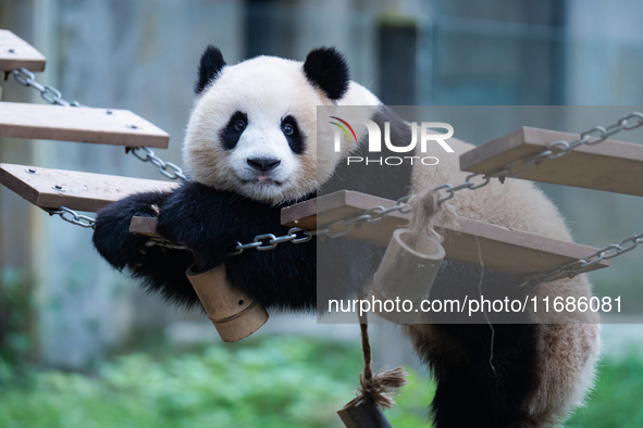 Giant panda ''Yu Ke'' plays on a pontoon bridge at Chongqing Zoo in Chongqing, China, on October 20, 2024. 