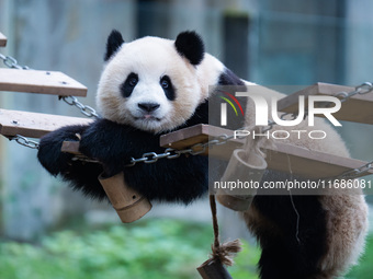 Giant panda ''Yu Ke'' plays on a pontoon bridge at Chongqing Zoo in Chongqing, China, on October 20, 2024. (