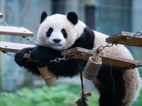 Giant panda ''Yu Ke'' plays on a pontoon bridge at Chongqing Zoo in Chongqing, China, on October 20, 2024. (