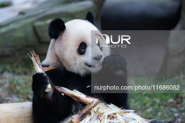 Giant panda ''Yu Ai'' has a meal at Chongqing Zoo in Chongqing, China, on October 20, 2024. 