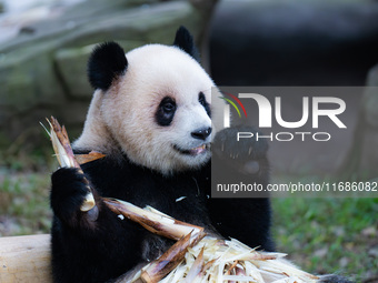 Giant panda ''Yu Ai'' has a meal at Chongqing Zoo in Chongqing, China, on October 20, 2024. (