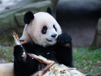 Giant panda ''Yu Ai'' has a meal at Chongqing Zoo in Chongqing, China, on October 20, 2024. (