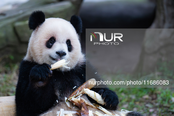 Giant panda ''Yu Ai'' has a meal at Chongqing Zoo in Chongqing, China, on October 20, 2024. 