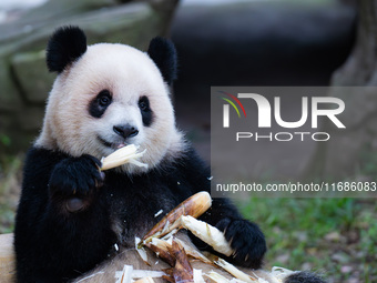 Giant panda ''Yu Ai'' has a meal at Chongqing Zoo in Chongqing, China, on October 20, 2024. (