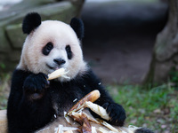 Giant panda ''Yu Ai'' has a meal at Chongqing Zoo in Chongqing, China, on October 20, 2024. (