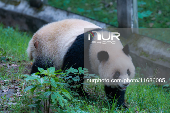 Giant panda Yu Ai plays at Chongqing Zoo in Chongqing, China, on October 20, 2024. 