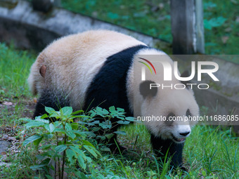 Giant panda Yu Ai plays at Chongqing Zoo in Chongqing, China, on October 20, 2024. (