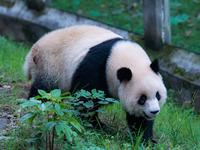 Giant panda Yu Ai plays at Chongqing Zoo in Chongqing, China, on October 20, 2024. (