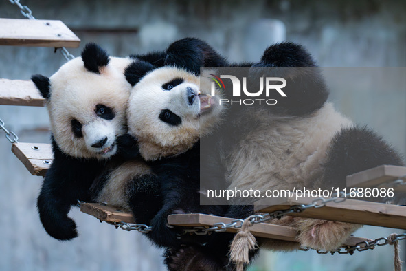 Giant pandas ''Yu Ke'' and ''Yu Ai'' play on a pontoon bridge at Chongqing Zoo in Chongqing, China, on October 20, 2024. 