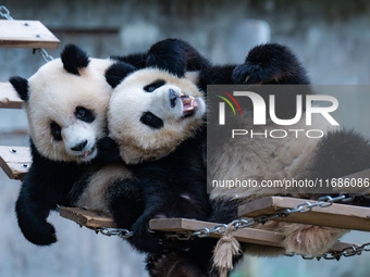 Giant pandas ''Yu Ke'' and ''Yu Ai'' play on a pontoon bridge at Chongqing Zoo in Chongqing, China, on October 20, 2024. (