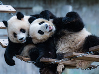 Giant pandas ''Yu Ke'' and ''Yu Ai'' play on a pontoon bridge at Chongqing Zoo in Chongqing, China, on October 20, 2024. (