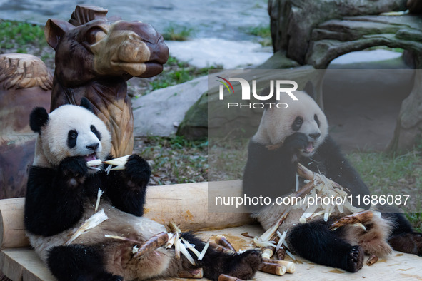 Giant pandas ''Yu Ke'' and ''Yu Ai'' have a meal at Chongqing Zoo in Chongqing, China, on October 20, 2024. 