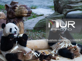 Giant pandas ''Yu Ke'' and ''Yu Ai'' have a meal at Chongqing Zoo in Chongqing, China, on October 20, 2024. (